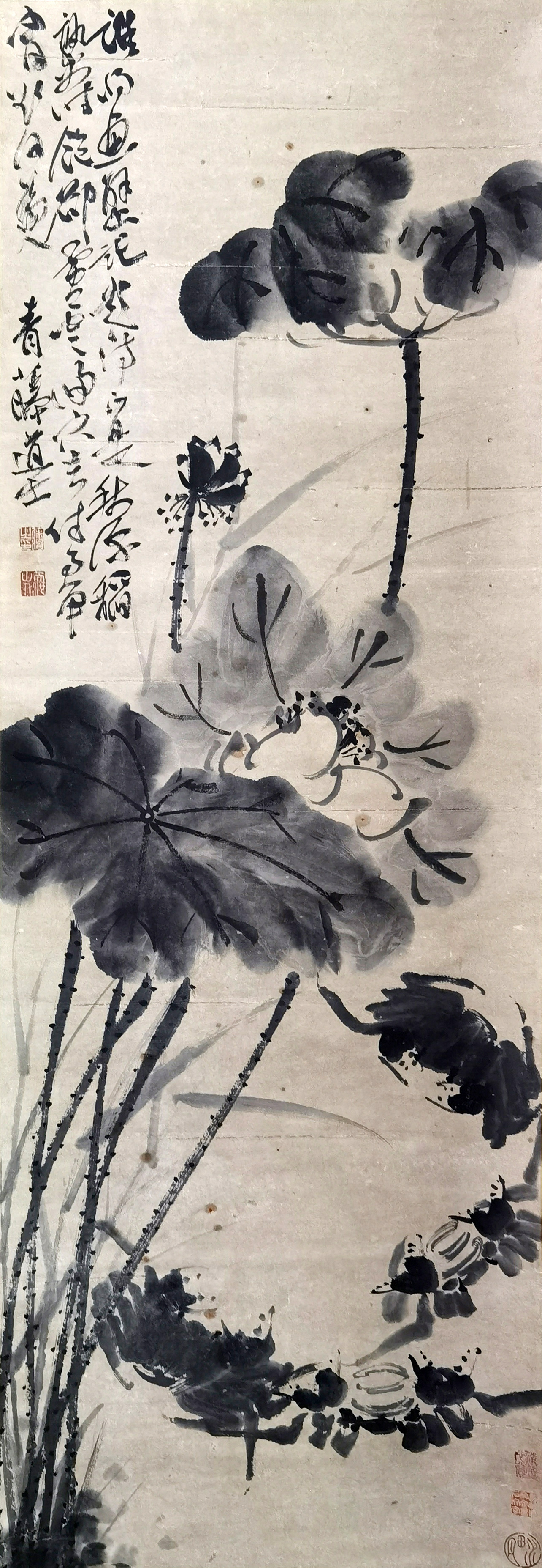 徐渭     墨荷