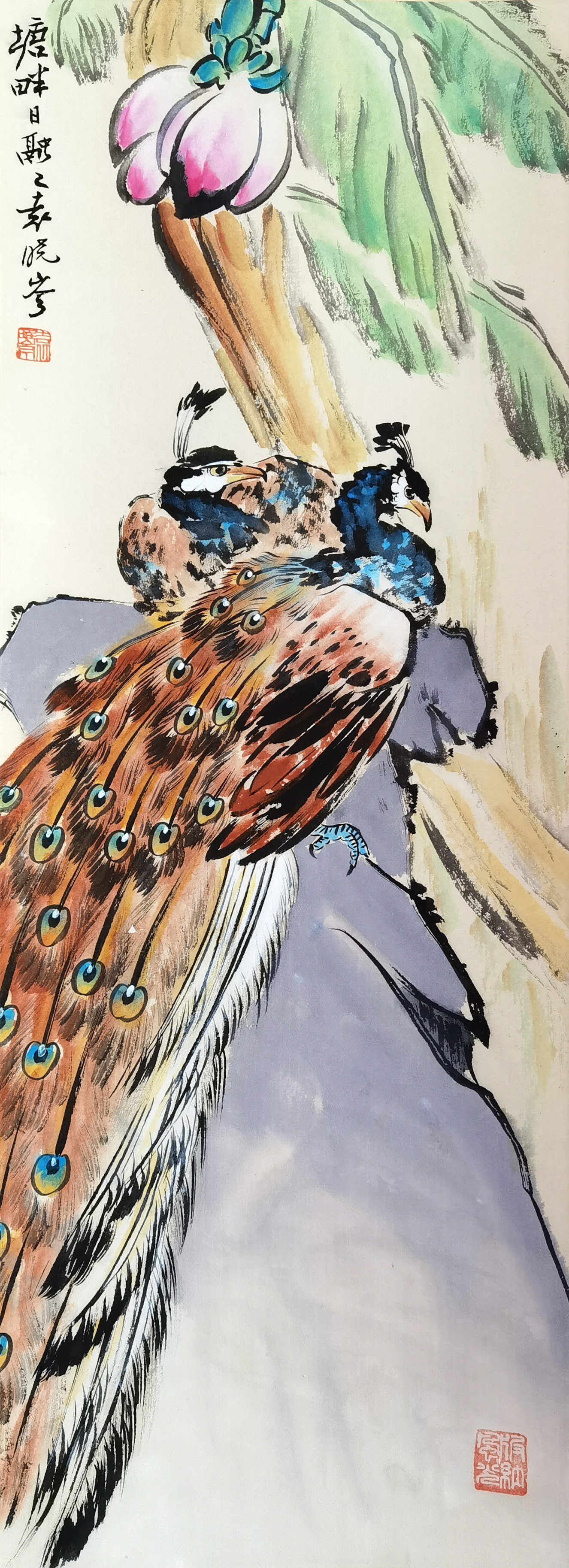 袁晓岑     孔雀