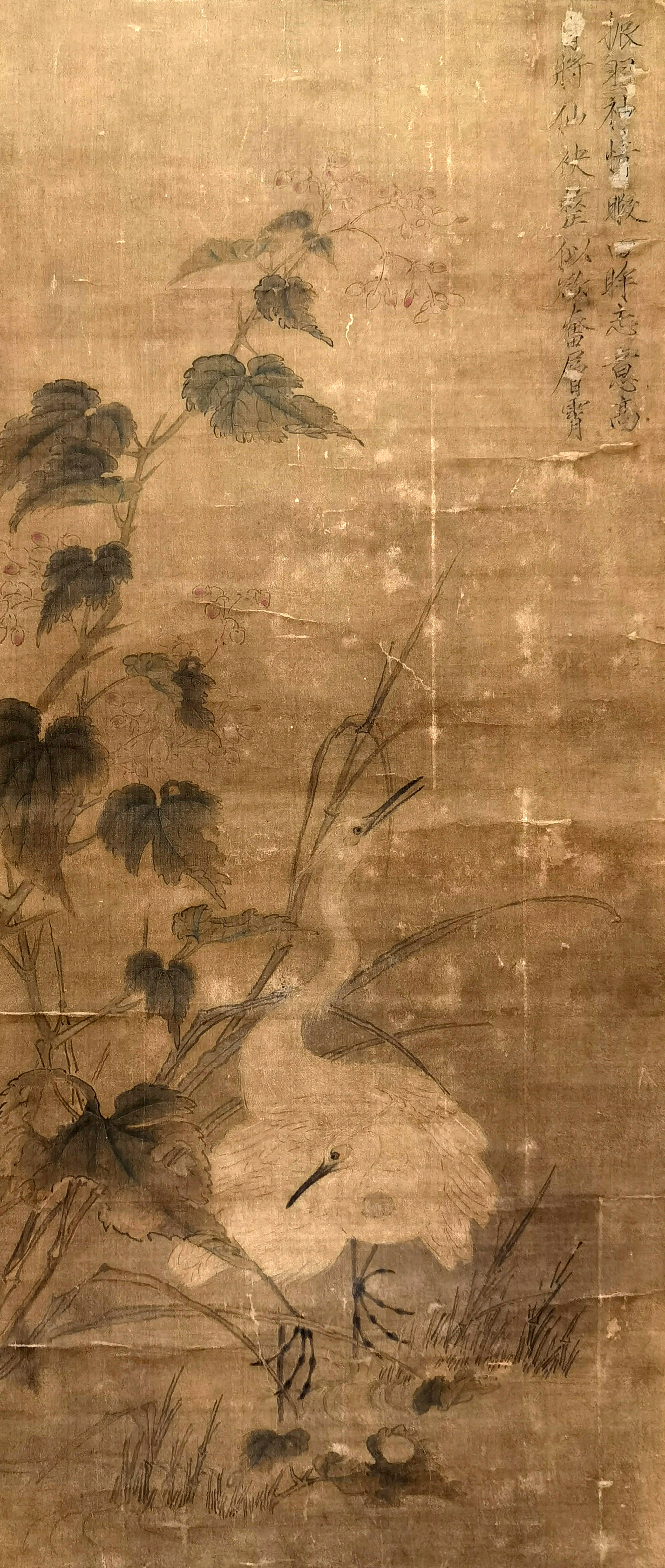 佚名     花卉